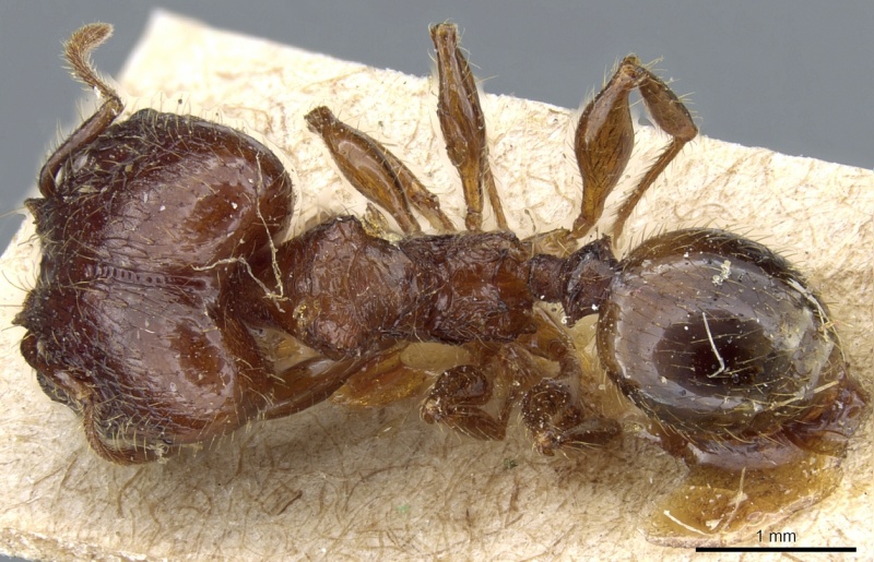 File:Pheidole hetschkoi casent0904372 d 1 high.jpg