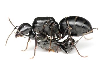 Polyrhachis lamellidens queen with Camponotus japonicus queen, Taku Shimada (6).jpg