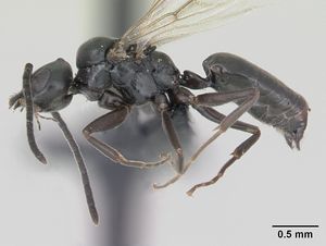 Technomyrmex curiosus casent0070364 profile 1.jpg