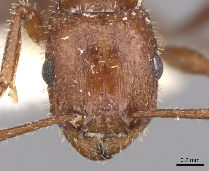 File:Tetramorium bequaerti casent0901248 h 1 high.jpg