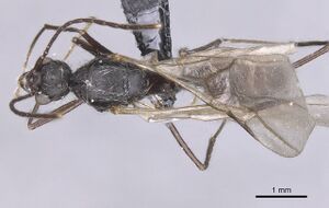 Aphaenogaster tinauti casent0913797 d 1 high.jpg