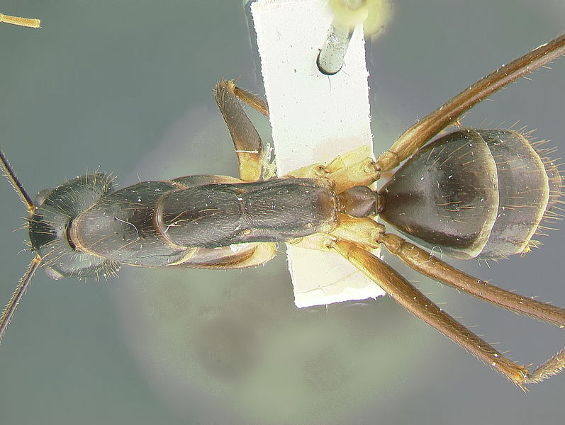 File:Camponotus dorycus top M.Janda.jpg