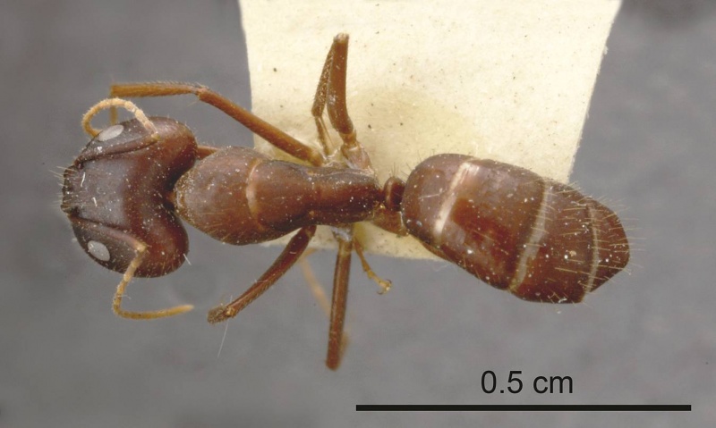 File:Camponotus spenceri antweb1008150 d 1 high.jpg