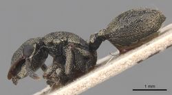 Cephalotes cristatus P casent0904908.jpg