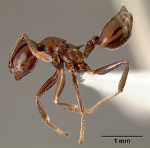 Crematogaster sisa casent0193245 p 1 high.jpg