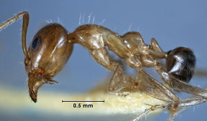 Iridomyrmex argutus side view