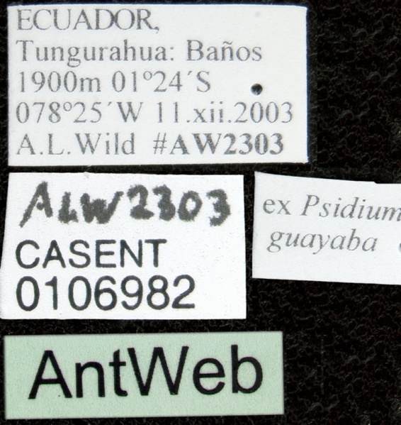 File:Linepithema iniquum casent0106982 label 1.jpg