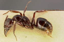 Pachycondyla subiridescens casent0003151 profile 1.jpg