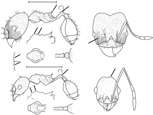 Pheidole camptostela Wilson 2003.jpg