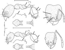 Pheidole fowleri Wilson 2003.jpg