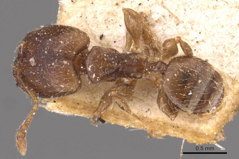 File:Pheidole schmalzi casent0908265 d 1 high.jpg