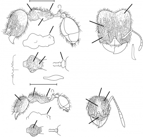 Pheidole sigillata Wilson 2003.jpg