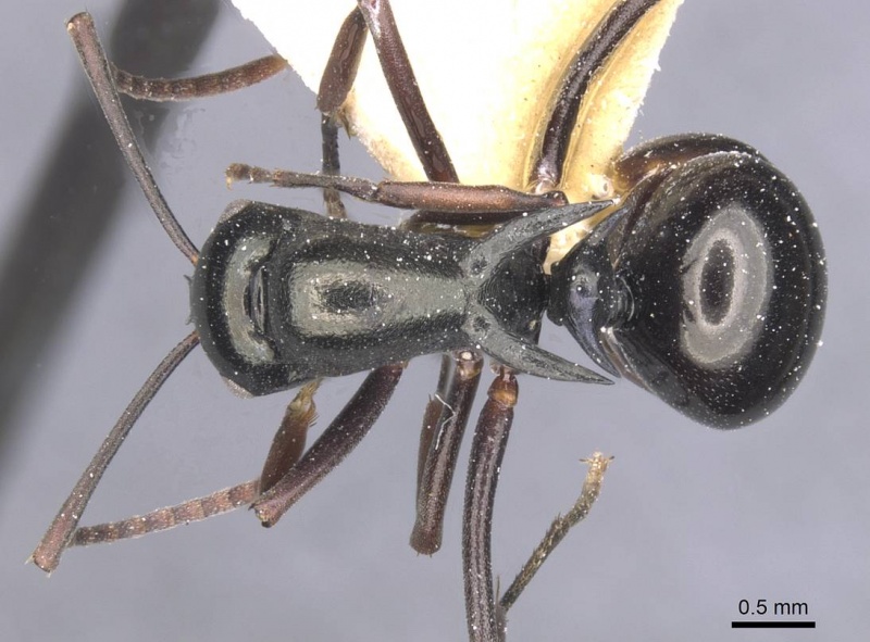 File:Polyrhachis batesi casent0912149 d 1 high.jpg