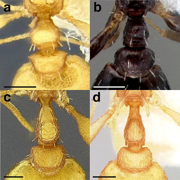 File:Prebus 2021 Fig 034.jpg