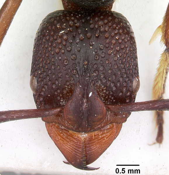 File:Psalidomyrmex wheeleri casent0102915 head 1.jpg