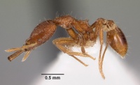 Strumigenys pliocera casent0102560 profile 1.jpg