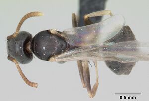 Technomyrmex vitiensis casent0055890 dorsal 1.jpg