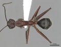 Camponotus intrepidus casent0280211 d 1 high.jpg