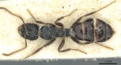Camponotus liogaster casent0911865 d 1 high.jpg