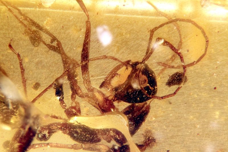 File:Haidomyrmex scimitarus, Burmese-amber.com (2).jpg