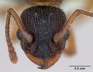 Myrmica lonae casent0172753 head 1.jpg