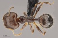 Pheidole clydei soldier had.jpg