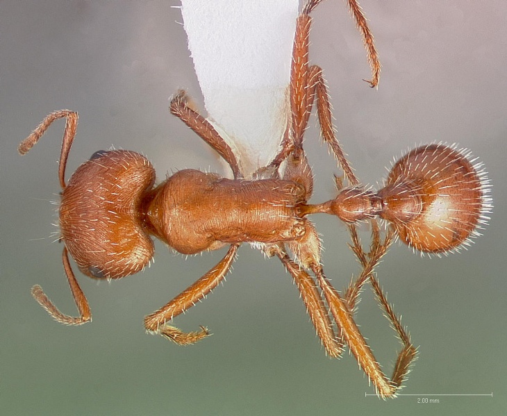 File:Pogonomyrmex maricopa casent0005712 dorsal 1.jpg