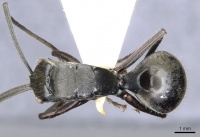 Polyrhachis sericeopubescens casent0903439 d 1 high.jpg