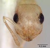 Temnothorax coleenae casent0172988 head 1.jpg