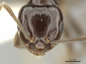 Brachymyrmex coactus inbiocri001280747 h 1 high.jpg