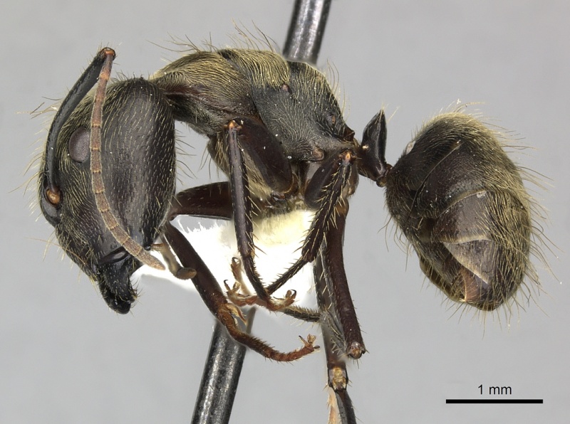 File:Camponotus femoratus casent0619231 p 1 high.jpg