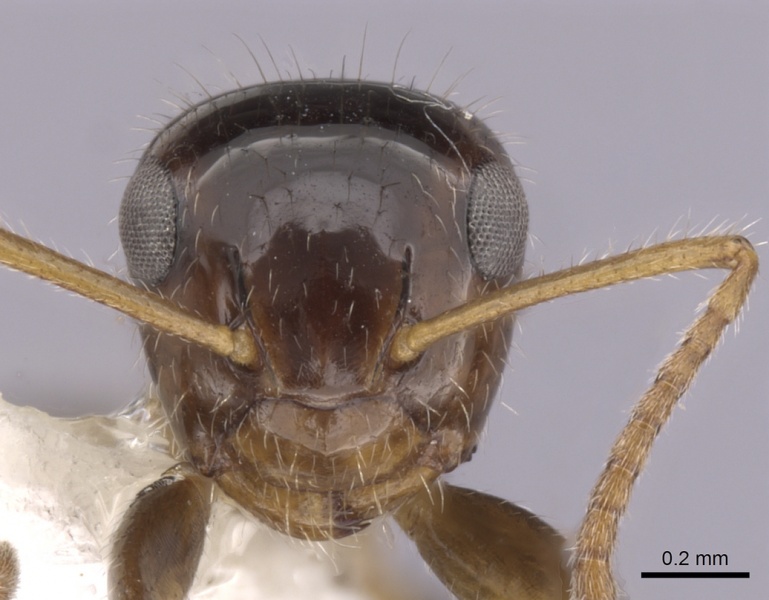 File:Camponotus hippocrepis casent0280160 h 1 high.jpg