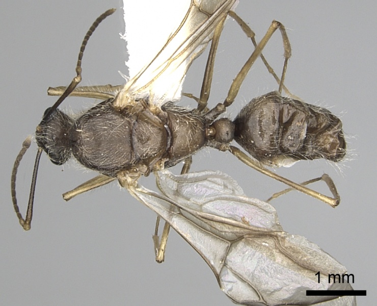 File:Camponotus nitidior inbiocri002281555 d 1 high.jpg