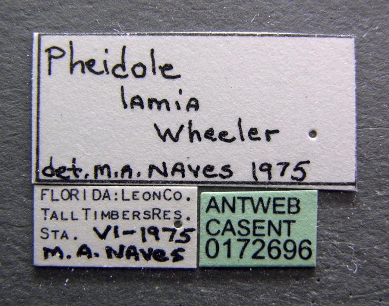 File:Pheidole lamia casent0172696 label 1.jpg