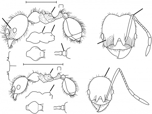 Pheidole machetula Wilson 2003.jpg