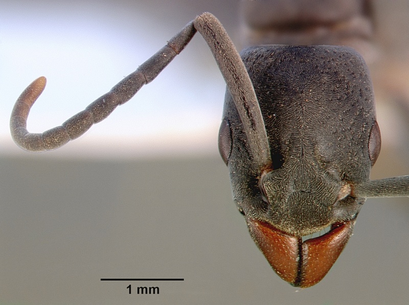 File:Platythyrea arnoldi sam-hym-c000534a head 1.jpg