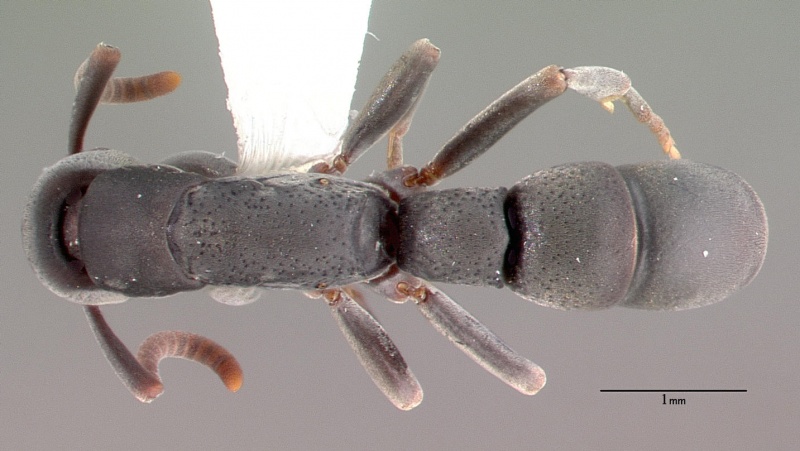 File:Platythyrea punctata psw7638-2 dorsal 1.jpg