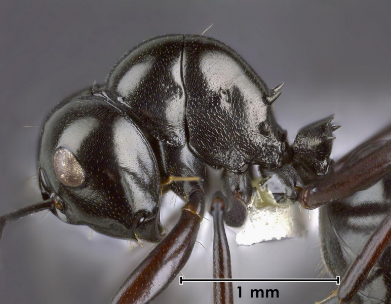 File:Polyrhachis acuminata side 32 Antwiki.jpg