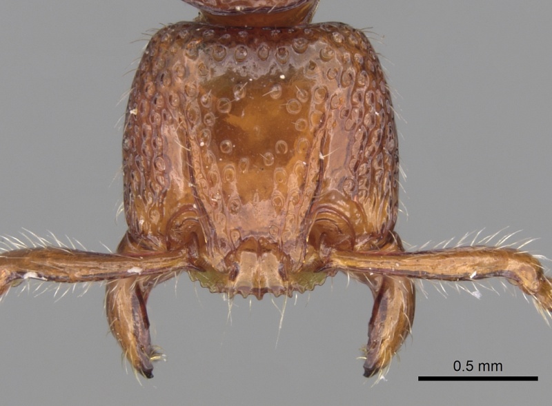 File:Pristomyrmex picteti casent0281795 h 1 high.jpg