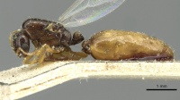 Solenopsis vorax casent0913948 p 1 high.jpg