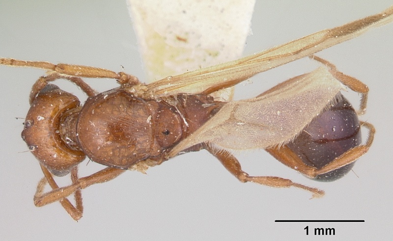 File:Tetramorium quadrispinosum casent0101997 dorsal 1.jpg