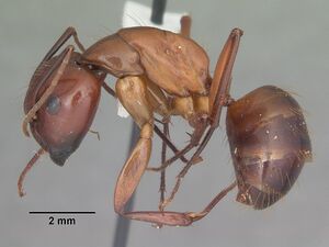 Big red ant - Camponotus castaneus 