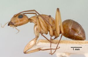 Camponotus concolor casent0101359 profile 1.jpg