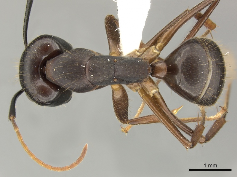 File:Camponotus picipes jtlc000001696 d 1 high.jpg