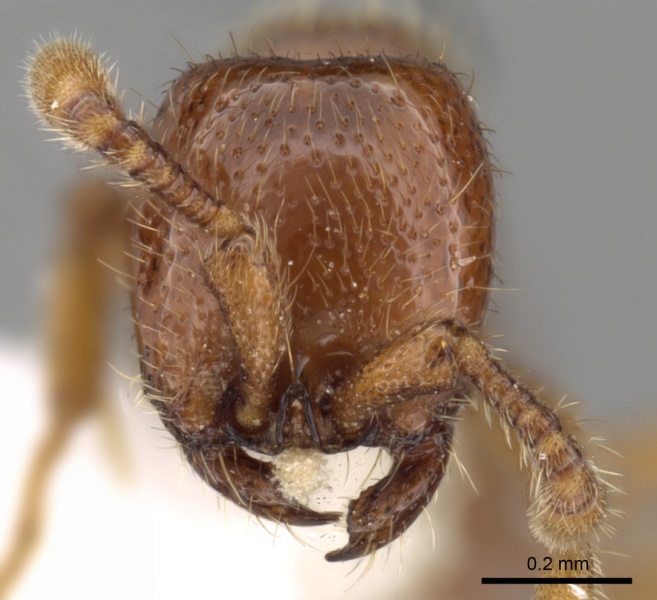 File:Cerapachys edentatus casent0249322 h 1 high.jpg