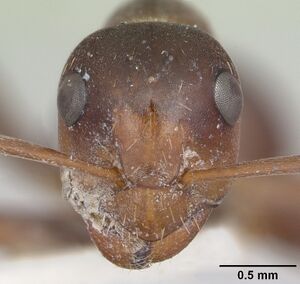 Formica postoculata casent0105757 head 1.jpg