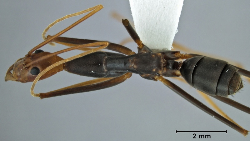 File:Leptomyrmex ruficeps ANIC32-062462 top 12.5-Antwiki.jpg