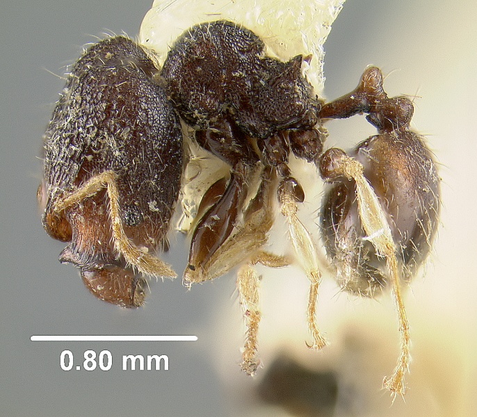 File:MCZ-ENT00031796 Pheidole fantasia hal.jpg