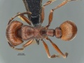 MCZ-ENT00512567 Tetramorium sp had 3-2.jpg