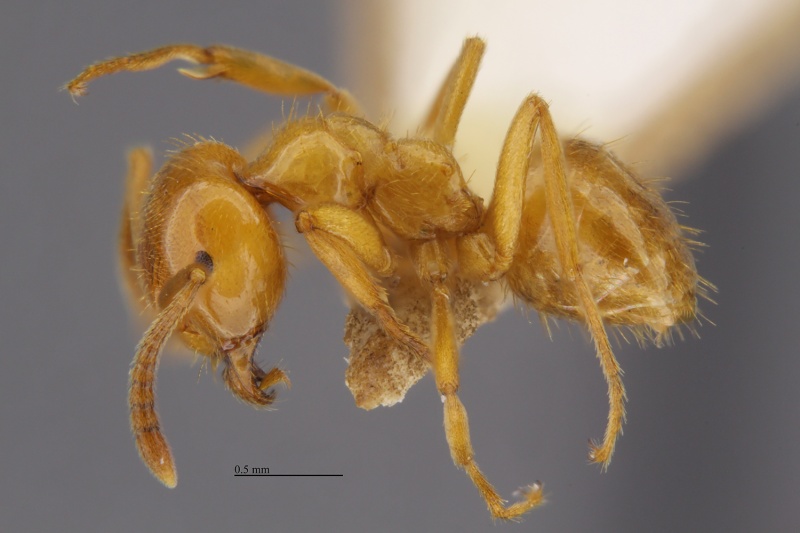 File:MCZ-ENT00670718 Lasius coloradensis hal3-2.jpg